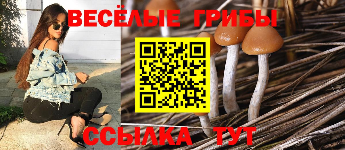 Можга  Псилоцибиновые грибы GOLDEN TEACHER  Вход с VPN  Псилоцибиновые грибы мицелий 